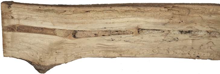 aad Kréta Ficus.JPG